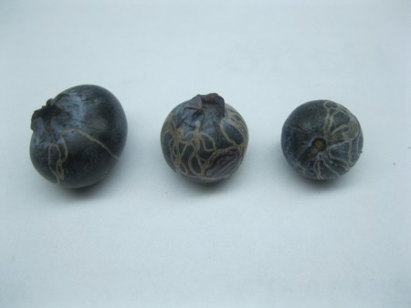 Insect damage